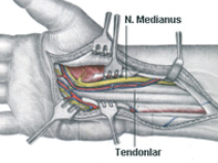 Karpal Tünel Sendromunda (El Bileğinde Sinir Sıkışması) Manuel Terapi (Elle Tedavi)