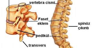 Lomber Faset Sendromu (Bel Kilitlenmesi)